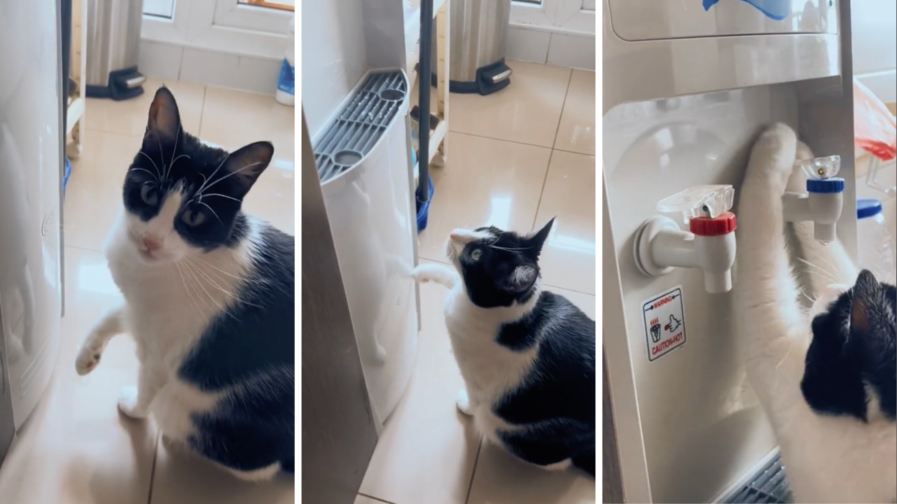 forum-gatto-odia-dipendere-dai-suoi-padroni-quando-ha-sete-guardate-cosa-fa-per-bere-da-solo