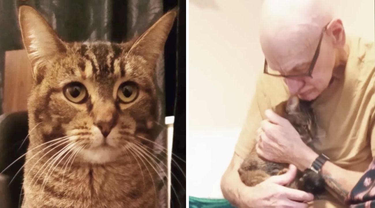 gatto-padrone